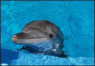 Dolphin Discovery Vallarta