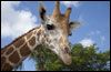 Langata Giraffe Centre