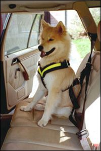 Bilbälte för hundar