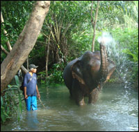 Rida elefant i Thailand