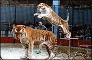 Tigerparken i Dassow