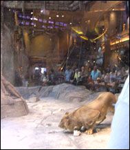 Lion Habitat (MGM Grand)