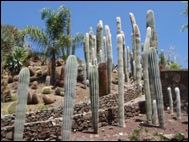 Cactualdea Cactus Park
