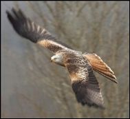 The Hawk Conservancy Trust