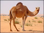 Camellos 7 Islas (Kamelridning)