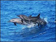 Val- och delfinskådning