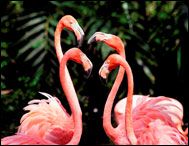 Wildlife Habitat (Flamingo Hotel)