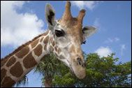 Langata Giraffe Centre