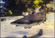 Protaras Ocean Aquarium