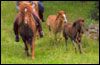 Turridning med Islandshästar
