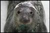 National Seal Sanctuary Cornwall
