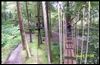 Go Ape! Grizedale Forest