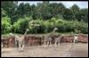 GaiaPark Kerkrade Zoo