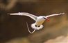 Fågelskådning i Kap Verde