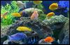 Mauritius Aquarium