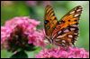 Schmetterlingshans (Fjärilshus)