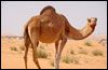 Kamelranchen på Öland