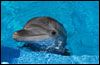 Dolphin Base (dolphin trader)