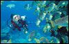 Dykning och snorkling i Aruba