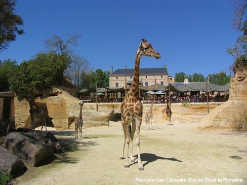 Bioparc Zoo de Doué (Doué la Fontaine Zoo)