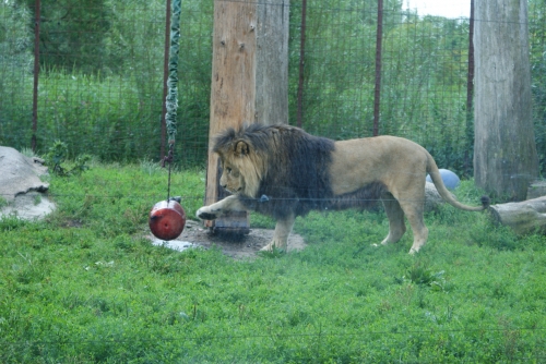 Odense ZOO