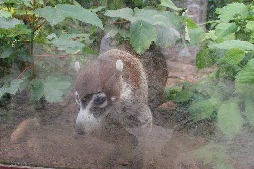 Odense ZOO