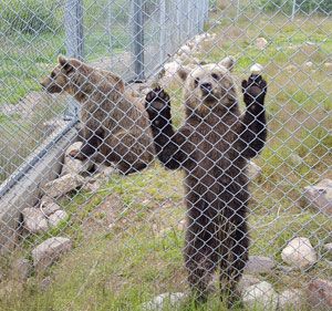<span class="highlight">Orsa</span> djurpark- underbart för björnälskare